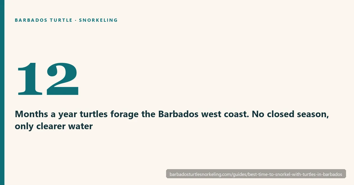 Barbados turtle snorkeling conditions by season: water clarity, temperature and rainfall