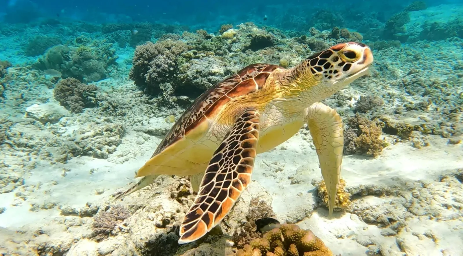 A green sea turtle grazing over coral and pale sand in clear Caribbean water