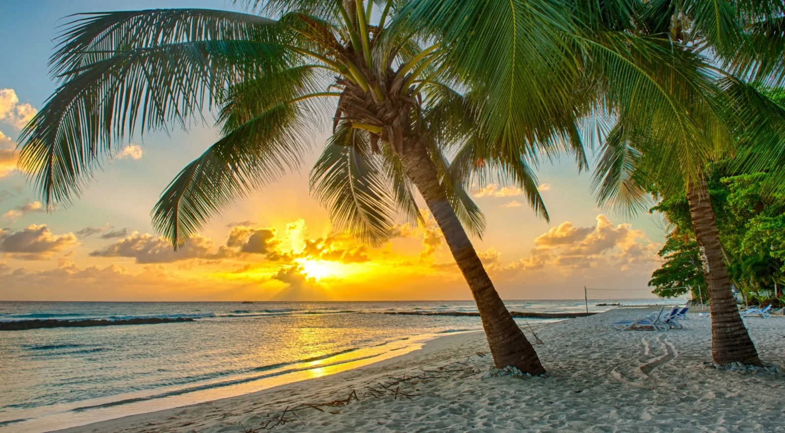 Coconut palms leaning over a white sand beach at sunset on the Barbados west coast