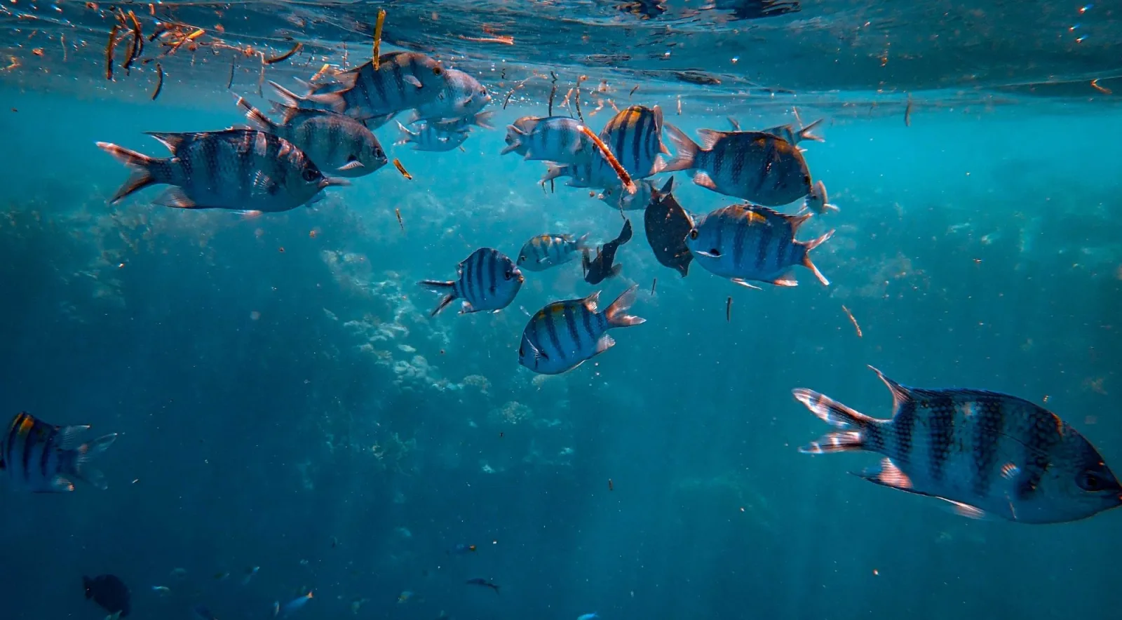 A shoal of striped sergeant major fish just below the surface over a reef