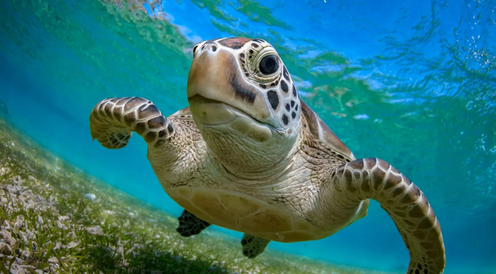 A green turtle photographed close up as it swims over seagrass towards the camera