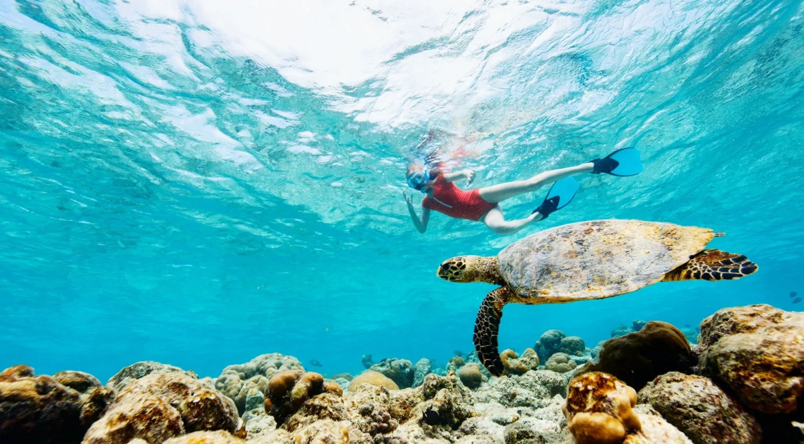 A snorkeller in fins swimming alongside a hawksbill turtle above a coral reef