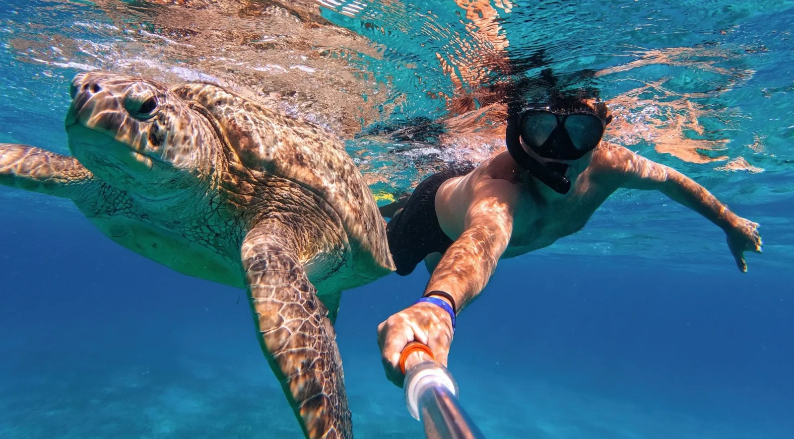 A snorkeller holding a camera beside a large sea turtle at the surface