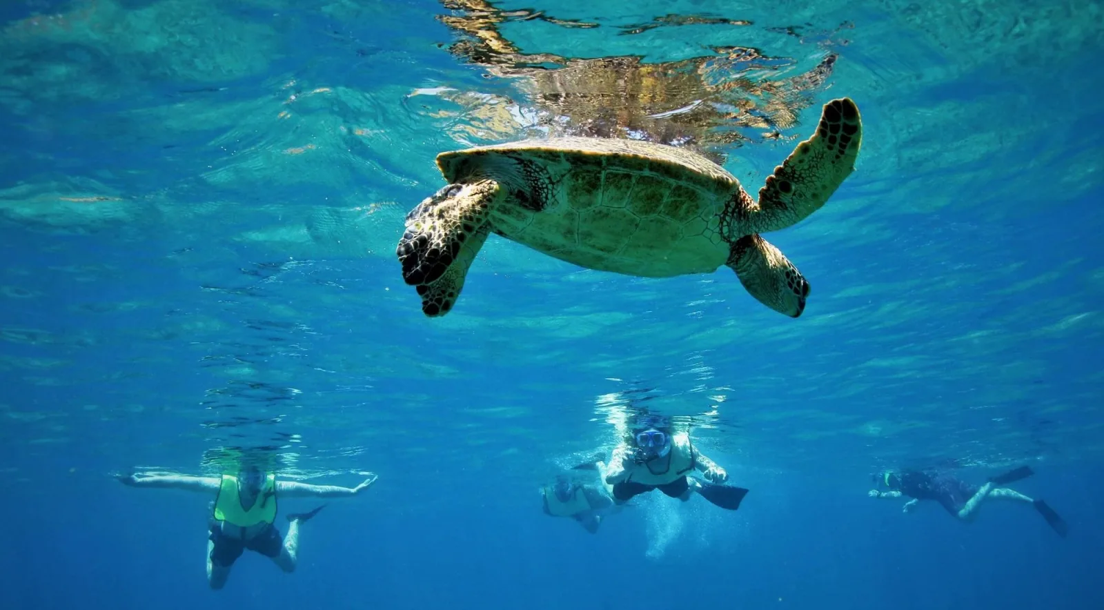 Three snorkellers in buoyancy vests floating below a green turtle near the surface
