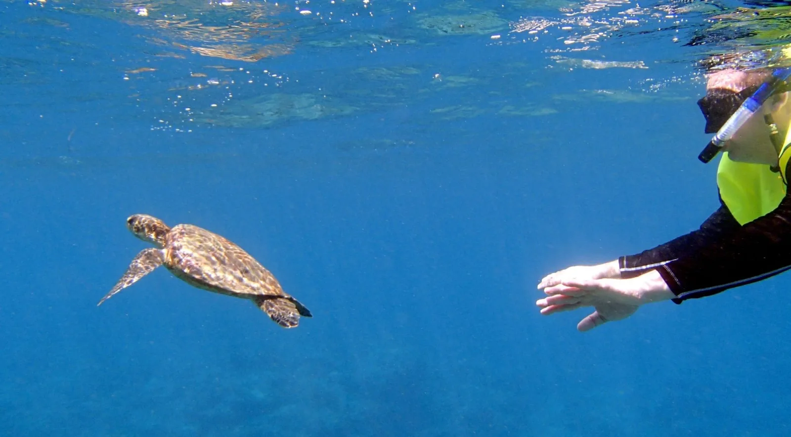 A small turtle swimming away from a snorkeller's outstretched open hand