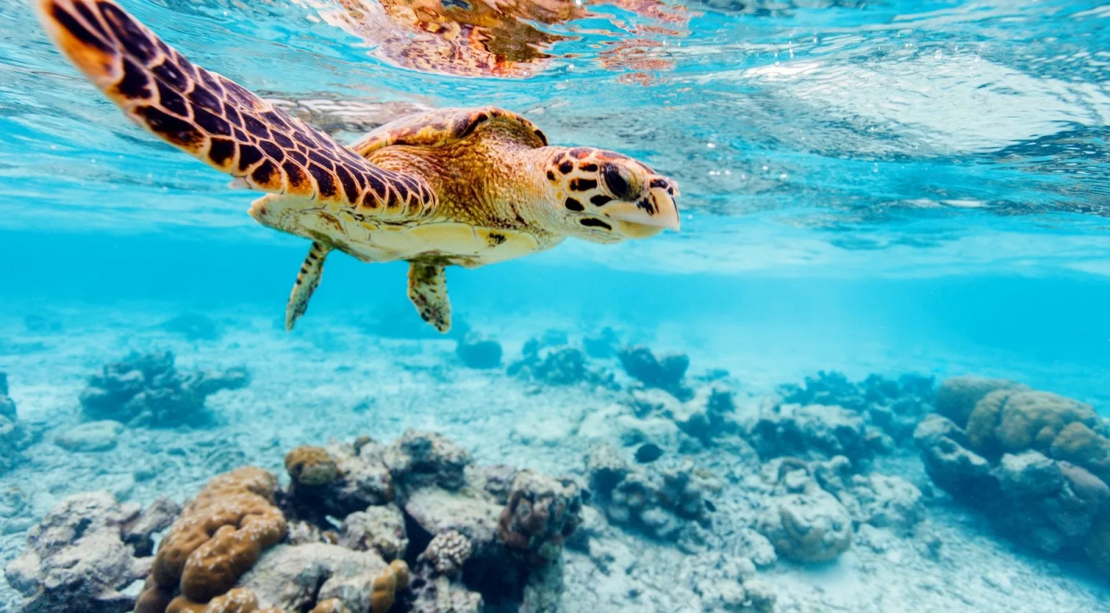 A hawksbill turtle swimming just beneath the surface above shallow coral heads