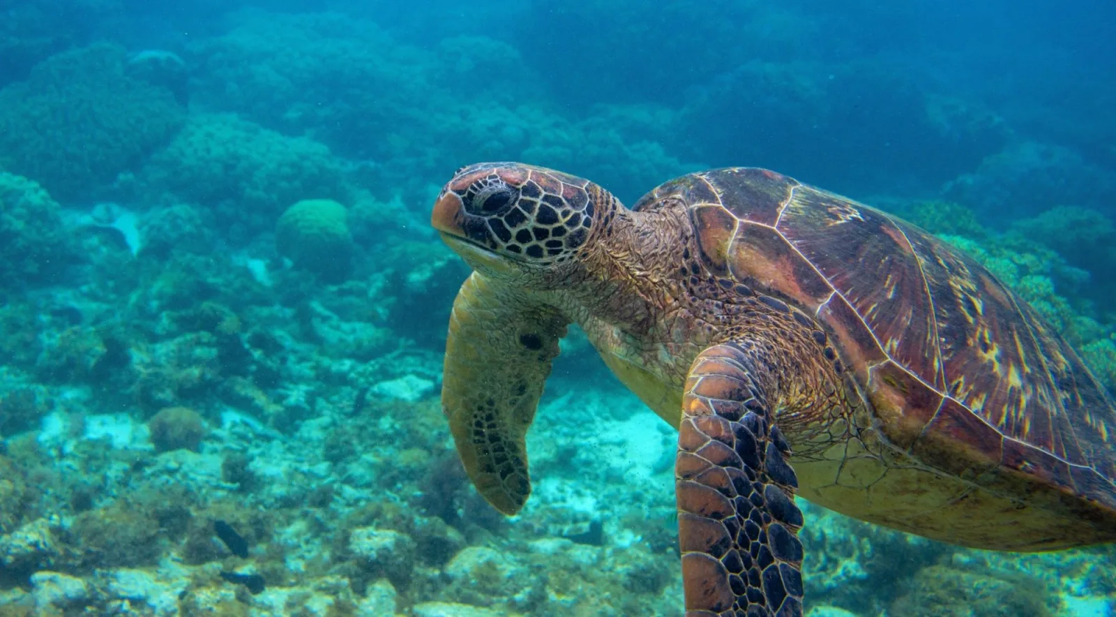A green turtle in profile above a deeper reef in blue-green water