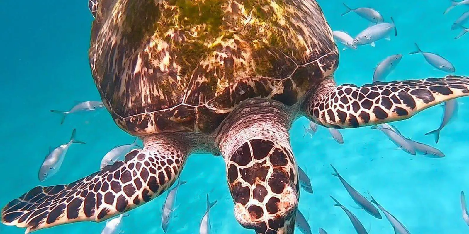 A hawksbill turtle swimming through a school of small silver fish in shallow water