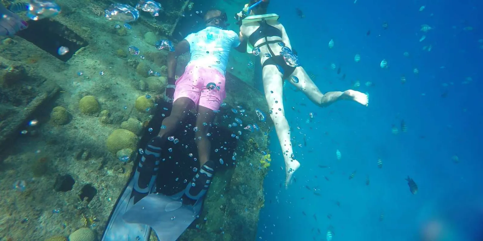 Two snorkellers finning along the coral-covered hull of a Carlisle Bay shipwreck