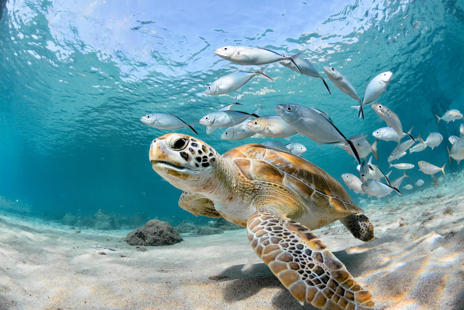 Ultimate Barbados Beach Day & Snorkel Cruise