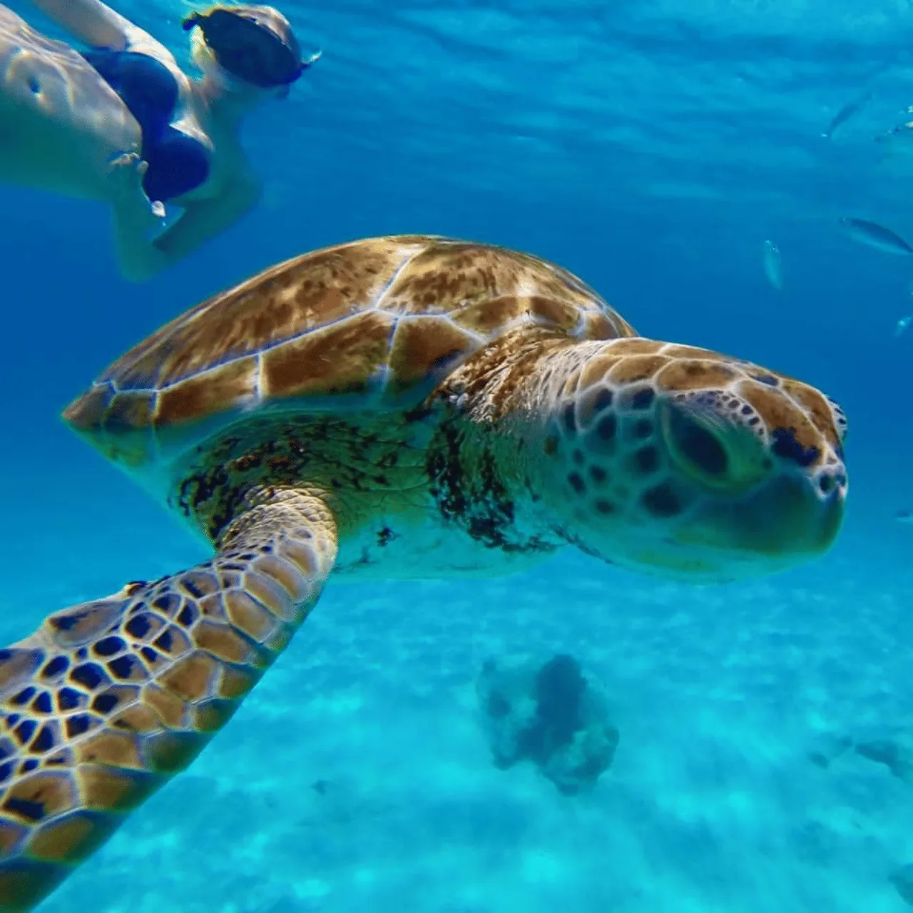 A green turtle swimming past a snorkeller in clear water over pale sand