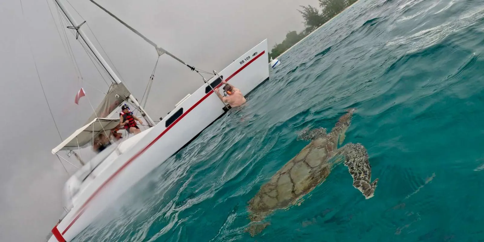 A sea turtle at the surface beside the catamaran while a guest watches from the water