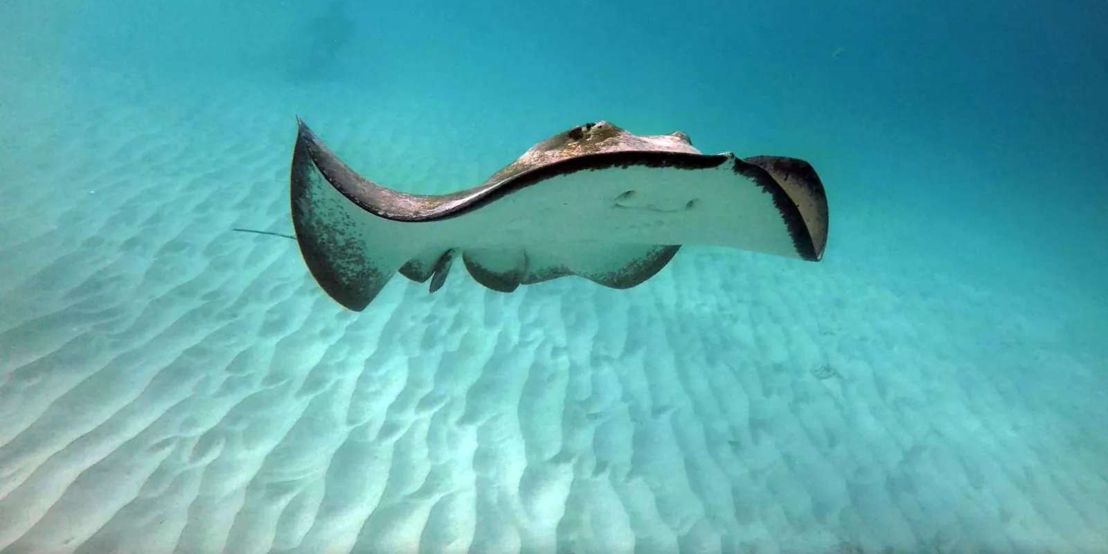 A southern stingray gliding over rippled white sand in shallow water