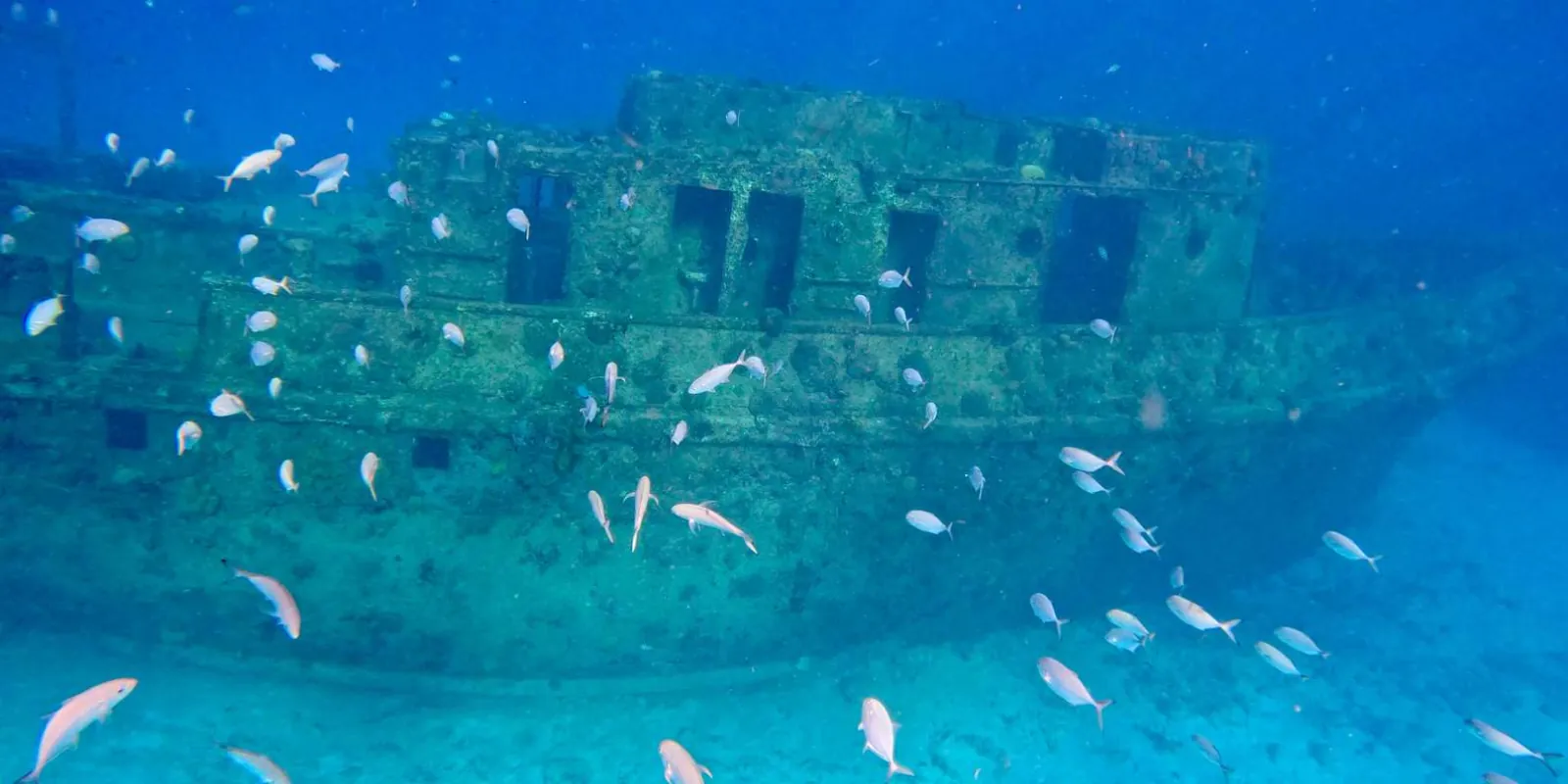 A coral-covered shipwreck on the seabed with schooling fish around its hull