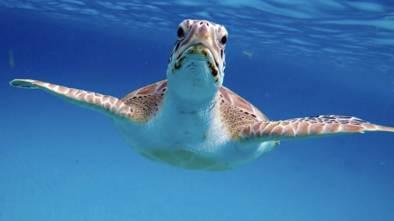 A green turtle swimming straight towards the camera in clear blue water