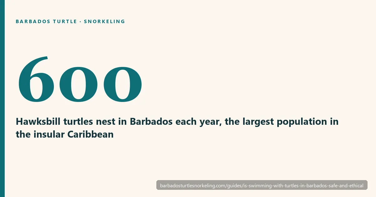 Snorkelling responsibly with hawksbill and green turtles in Barbados