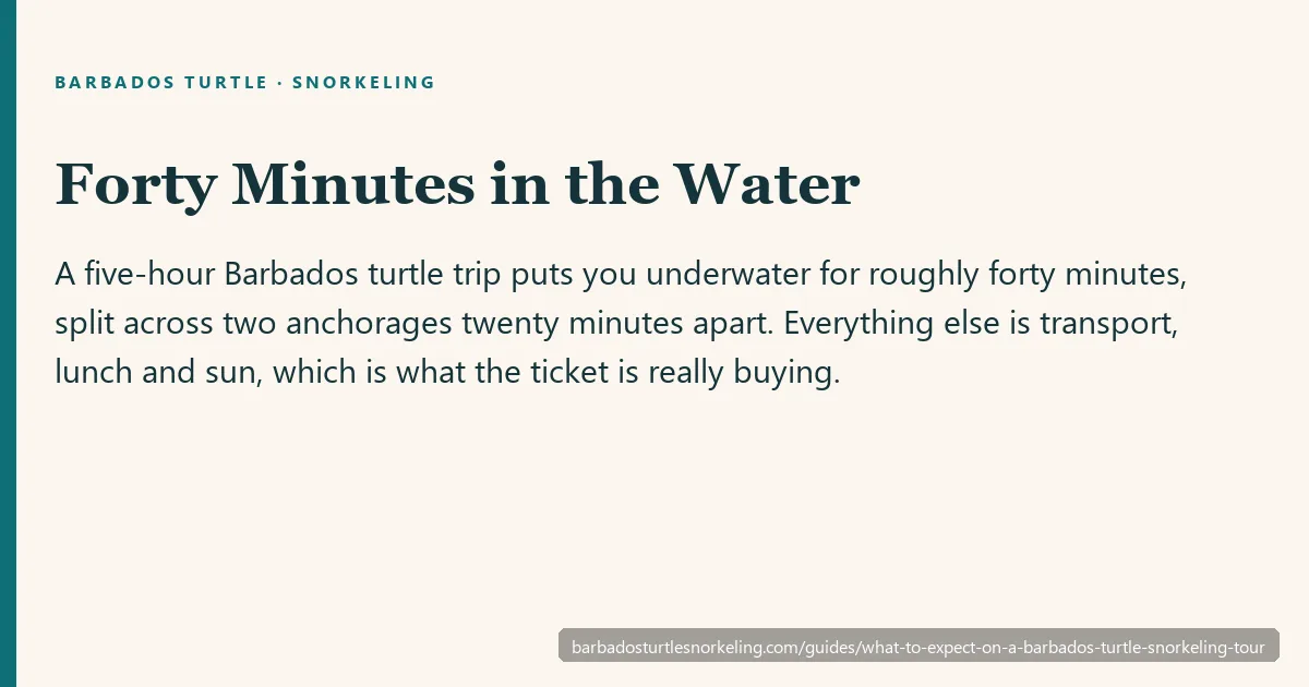 What happens on a Barbados turtle snorkeling tour, stop by stop